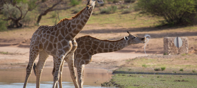 Kgalagadi Nationalpark – Namibia, Botswana und Südafrika zugleich